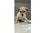 Adopt Matrino a Terrier, Mixed Breed