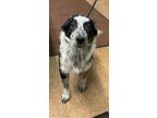 Adopt Tanner a Cattle Dog, Mixed Breed