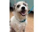 Adopt Mick a Terrier, Mixed Breed