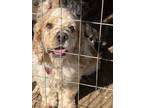 Adopt Boz a Cocker Spaniel