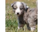 Border Collie Puppy for sale in Wichita, KS, USA