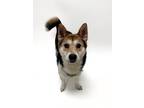 Adopt SIMBA a Shiba Inu, Mixed Breed