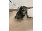 Adopt FREDERICK a Poodle