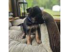 German Shepherd Dog Puppy for sale in Stafford, VA, USA