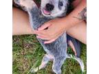 Australian Cattle Dog Puppy for sale in Greensboro, NC, USA