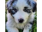 Australian Shepherd Puppy for sale in Loudon, TN, USA