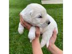 Goldendoodle Puppy for sale in Fishers, IN, USA