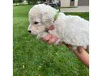 Goldendoodle Puppy for sale in Fishers, IN, USA