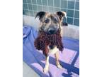 Adopt AUGGIE a German Shepherd Dog