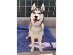 Adopt ROCKWELL a Siberian Husky