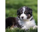 Miniature Australian Shepherd Puppy for sale in Wentworth, MO, USA