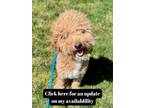 Adopt UNKNOWN a Poodle