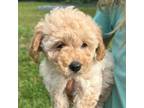 Cavapoo Puppy for sale in Liberty Hill, TX, USA