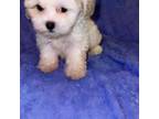 Shih-Poo Puppy for sale in Roswell, GA, USA