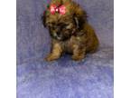 Shih-Poo Puppy for sale in Roswell, GA, USA