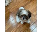 Shih Tzu Puppy for sale in North Bergen, NJ, USA