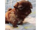 Shih Tzu Puppy for sale in Akron, OH, USA