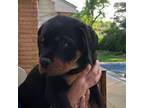 Rottweiler Puppy for sale in Bloomington, IN, USA