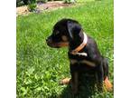 Rottweiler Puppy for sale in Bloomington, IN, USA