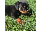 Rottweiler Puppy for sale in Bloomington, IN, USA