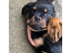Rottweiler Puppy for sale in Bloomington, IN, USA