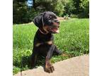 Rottweiler Puppy for sale in Bloomington, IN, USA