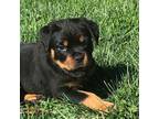 Rottweiler Puppy for sale in Bloomington, IN, USA