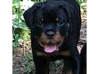 Rottweiler Puppy for sale in Bloomington, IN, USA