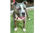 Adopt Debo a Pit Bull Terrier, Mixed Breed