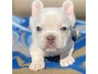 French Bulldog Puppy for sale in El Monte, CA, USA