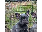 French Bulldog Puppy for sale in De Kalb, TX, USA