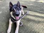 Adopt AXEL a German Shepherd Dog