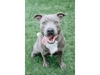 Adopt DARIUS a Pit Bull Terrier