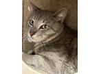 Adopt SKIPPY a Domestic Short Hair