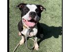 Adopt MAUI a Pit Bull Terrier, Mixed Breed