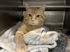 Adopt GARFIELD a Domestic Short Hair