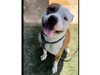 Adopt COLLEGE a Pit Bull Terrier