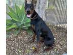 Adopt MAXIMUS a Doberman Pinscher