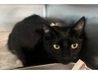 Adopt CHUMI a Domestic Short Hair