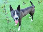 Adopt TOBIAS a Akita, Mixed Breed