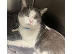 Adopt MAVRICK a Domestic Short Hair