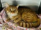 Adopt RODGER a Domestic Short Hair