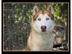 Adopt RED a Siberian Husky