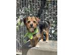 Adopt SMALLS a Norfolk Terrier