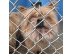 Adopt 403533 a Yorkshire Terrier