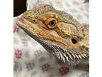 Adopt Minaj a Bearded Dragon