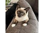 Adopt Prince Azure a Siamese