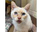 Adopt Oscar H a Domestic Short Hair