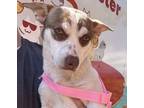 Adopt Pizzazz a Mixed Breed