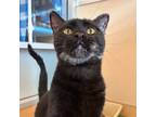 Adopt Merlin a Domestic Short Hair